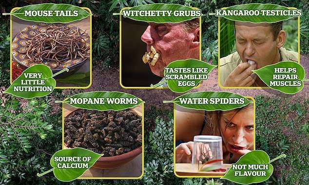Would YOU try The Bushtucker Diet? As ‘I’m A Celebrity…Get Me Out Of Here!’ kicks off, experts reveal what eating camel toes, mouse tails and kangaroo testicles would really to do the human body