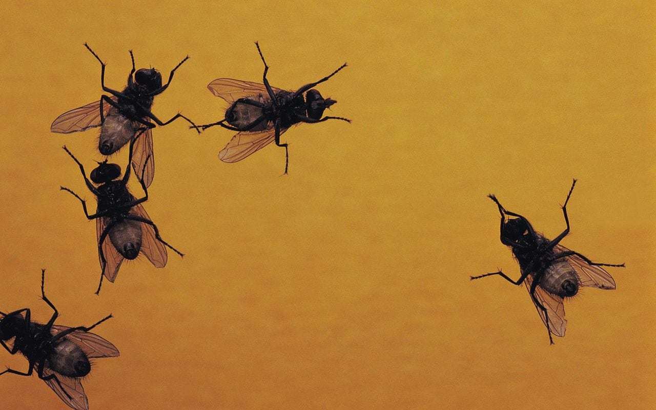 ‘Why aren’t there as many flies these days?’ and other excellent Telegraph readers’ questions