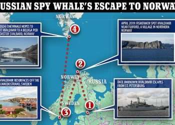 The one defector Putin can’t whack! Russia’s former spy WHALE Hvaldimir is taken in by conservationists in Norway and will be reintegrated into wild – after fleeing St. Petersburg in 2019