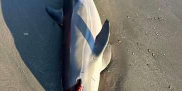 Dead dolphin bleeding from its eye and jaw that washed up on New Jersey beach sparks investigation – as locals claim sonar blasting from  offshore wind farm companies is to blame