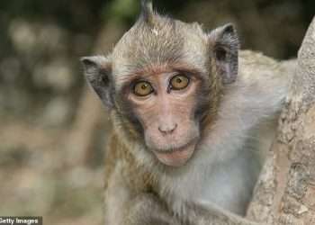 There goes the neighborhood! Locals outraged over plan to build 200-acre ‘mini-city’ of 30,000 MONKEYS for medical research in Georgia