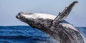 A whale of a time – guaranteed: Discovering that the humpback migration off Kenya’s coast is one of nature’s greatest wonders (while staying in 5-star luxury at a European 4-star price)