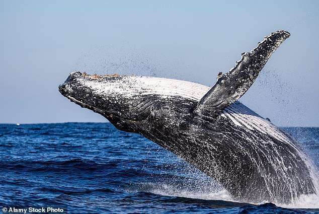 A whale of a time – guaranteed: Discovering that the humpback migration off Kenya’s coast is one of nature’s greatest wonders (while staying in 5-star luxury at a European 4-star price)