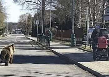 Brave victim describes traumatic attack by bear that went on rampage in pretty mountain town – as critics ask if EU rewilding zealots have lost the plot