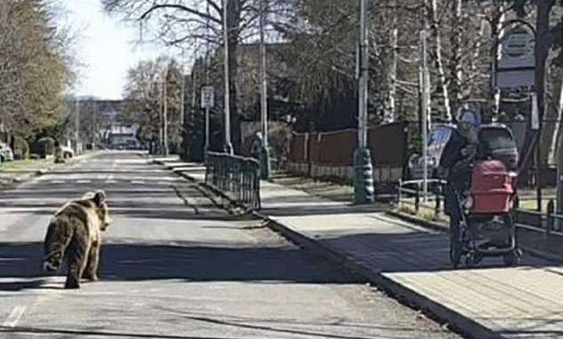 Brave victim describes traumatic attack by bear that went on rampage in pretty mountain town – as critics ask if EU rewilding zealots have lost the plot