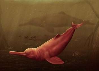 Fossils of world’s largest dolphin are discovered in Amazon – ancient creature was more than 11 feet long when it swam the oceans over 16 million years ago