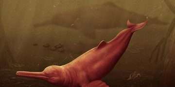 Fossils of world’s largest dolphin are discovered in Amazon – ancient creature was more than 11 feet long when it swam the oceans over 16 million years ago