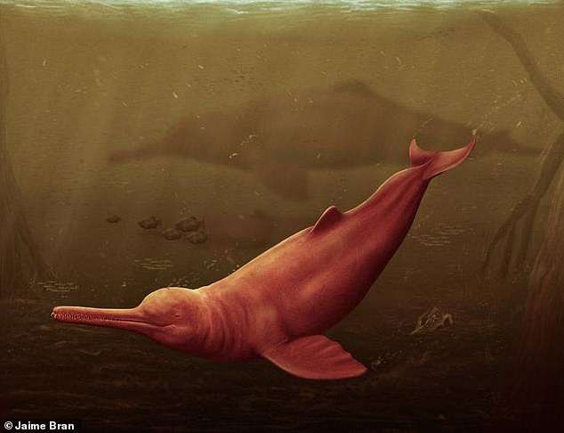 Fossils of world’s largest dolphin are discovered in Amazon – ancient creature was more than 11 feet long when it swam the oceans over 16 million years ago