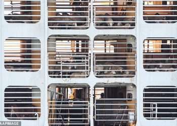 Hundreds of Australian cattle die on live export ship headed to Indonesia