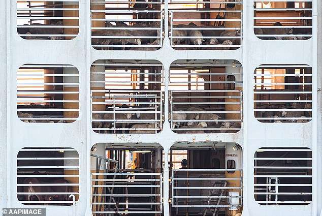 Hundreds of Australian cattle die on live export ship headed to Indonesia