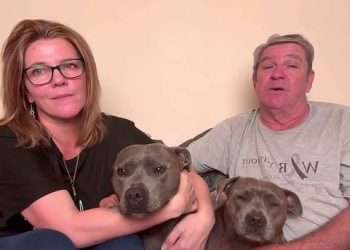 Shattered ‘parents’ of Instagram star Molly the magpie fight back tears as they demand authorities return the ‘thriving’ bird back to his staffie friends: ‘Why can’t a wild magpie decide where he wants to live?’