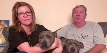 Shattered ‘parents’ of Instagram star Molly the magpie fight back tears as they demand authorities return the ‘thriving’ bird back to his staffie friends: ‘Why can’t a wild magpie decide where he wants to live?’