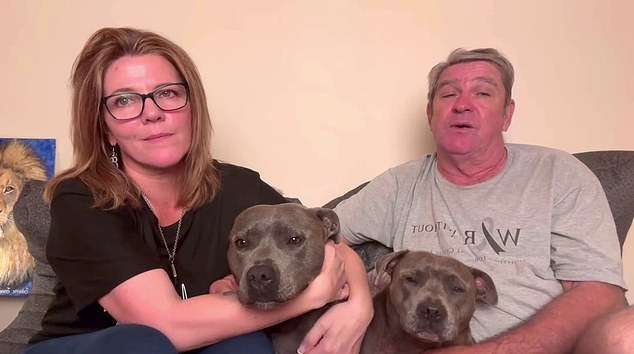 Shattered ‘parents’ of Instagram star Molly the magpie fight back tears as they demand authorities return the ‘thriving’ bird back to his staffie friends: ‘Why can’t a wild magpie decide where he wants to live?’