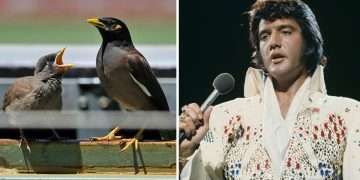 Inside Elvis Presley’s Bird Room that’s not on the Graceland tour | Music | Entertainment