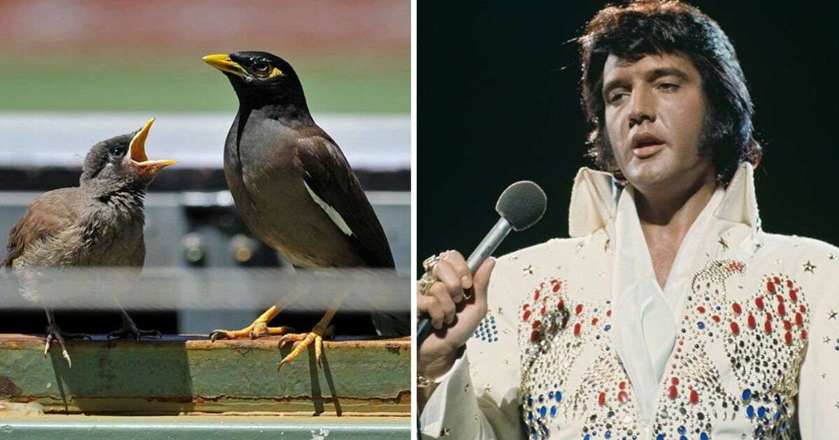 Inside Elvis Presley’s Bird Room that’s not on the Graceland tour | Music | Entertainment