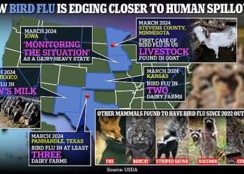 ‘It’s a matter of when, not if’: DailyMail.com asked seven bird flu experts if the H5N1 case in Texas raises risk of a future pandemic… this is what they said