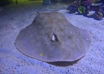 North Carolina aquarium releases update about Charlotte the virgin stingray’s pregnancy after experts feared her babies could have died