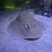 North Carolina aquarium releases update about Charlotte the virgin stingray’s pregnancy after experts feared her babies could have died