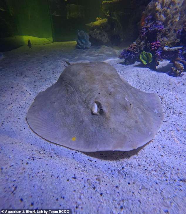 North Carolina aquarium releases update about Charlotte the virgin stingray’s pregnancy after experts feared her babies could have died