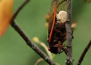 Sex-crazed ‘zombie cicadas’ infected with a STD fungus called Massopora could infest US, experts say