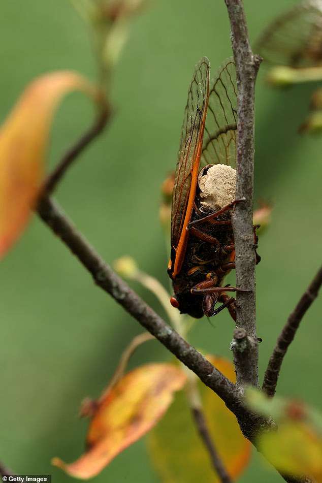 Sex-crazed ‘zombie cicadas’ infected with a STD fungus called Massopora could infest US, experts say