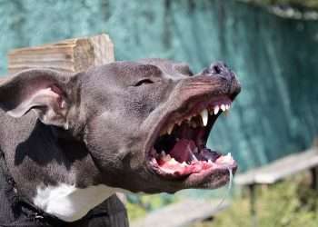 Trigg Beach, Perth: Police shoot dead aggressive staffy after it attacked two little dogs at Perth beach