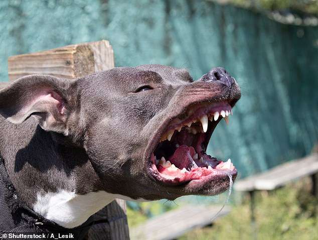 Trigg Beach, Perth: Police shoot dead aggressive staffy after it attacked two little dogs at Perth beach
