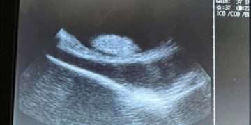 Bizarre new twist in Charlotte the virgin stingray saga that captivated America: ‘The narrative is no longer defendable’