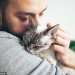 Four more pet cats die from bird flu – raising fears a spillover could be closer