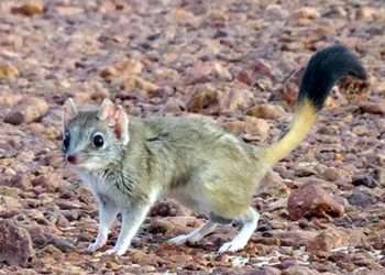 Meet the kowari: Why this cute native Australian animal could soon be extinct – and why everyone should care