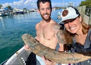 Man discovers prehistoric monster off the coast of Florida – and it could be 10 million years old