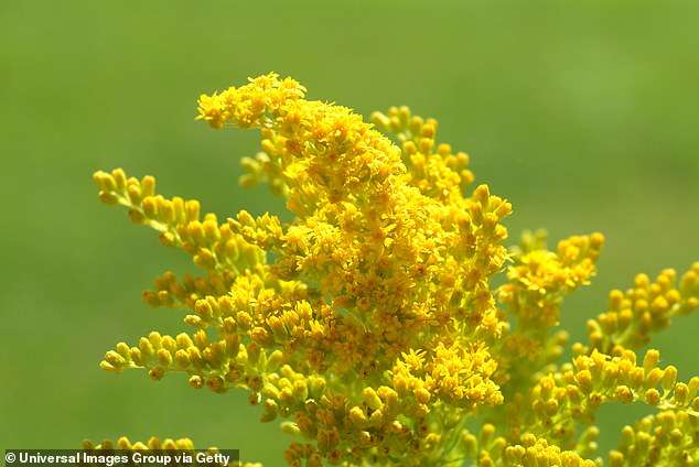 Plants have INTELLIGENCE and the ability to ‘problem solve’, scientists claim