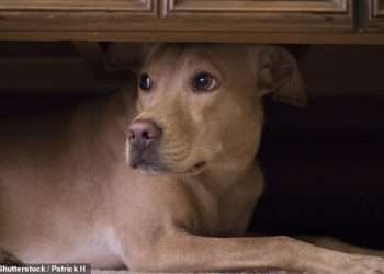 Two South Carolina families were exposed to a rarely detected bacteria, Brucella canis, while caring for a stray pregnant dog