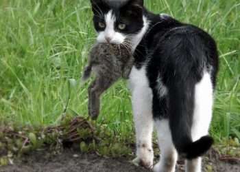 Urgent warning to cat owners over re emergence of rare deadly disease- as cases TRIPLE in parts of the US