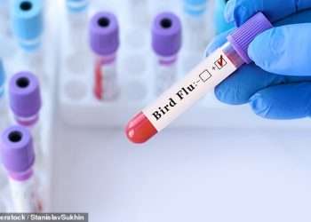 Farmer in Colorado catches H5N1 bird flu – becoming fourth person to be infected with deadly virus