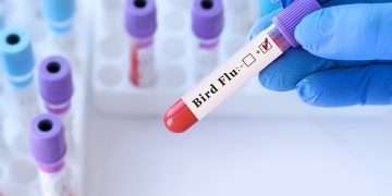 Farmer in Colorado catches H5N1 bird flu – becoming fourth person to be infected with deadly virus