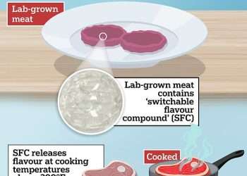 Have scientists found the secret to making lab-grown meat more appealing? New research shows how to make cultured steak and meatballs taste meatier (but it looks nothing like the real deal!)