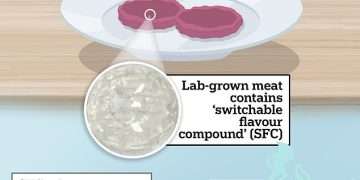 Have scientists found the secret to making lab-grown meat more appealing? New research shows how to make cultured steak and meatballs taste meatier (but it looks nothing like the real deal!)