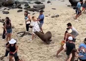 Moment furious sea lions chase tourists out of famous San Diego cove as two animals jostle for territory