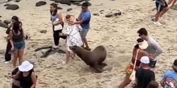 Moment furious sea lions chase tourists out of famous San Diego cove as two animals jostle for territory