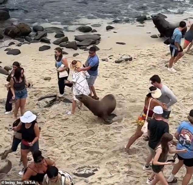Moment furious sea lions chase tourists out of famous San Diego cove as two animals jostle for territory