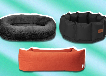 Best dog bed 2024, tried and tested by pet parents
