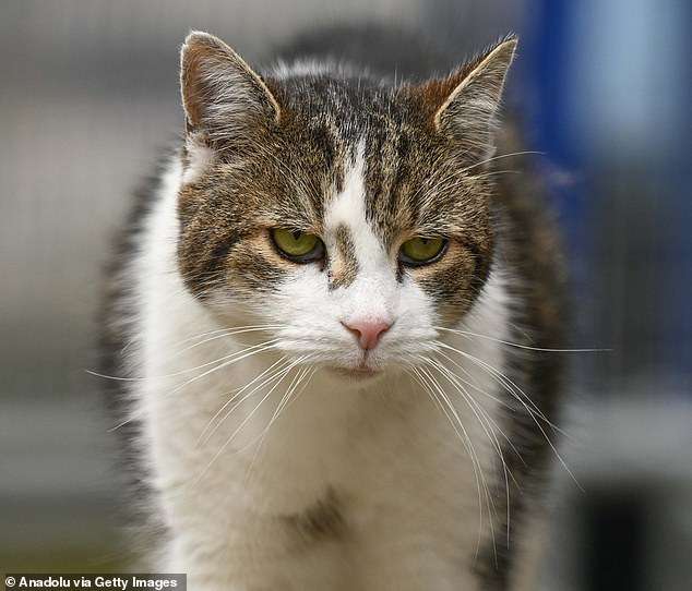 Why new minister is not happy as Larry: MP brands Downing Street’s famous cat a ‘little s***’ and ‘the most miserable animal you’ll ever meet in your life’