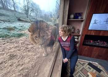 I’ve stayed in ALL six of the UK safaris where you can sleep with lions. Here are the ones that are really worth it – and exactly what you see