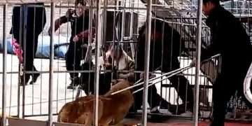 Shocking moment lioness attacks circus worker as it’s being forced to jump through hoops – sparking terrified audience to flee