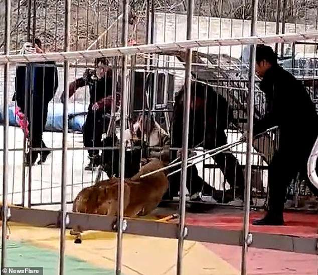 Shocking moment lioness attacks circus worker as it’s being forced to jump through hoops – sparking terrified audience to flee