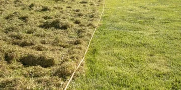 How Monty Don’s simple gardening tip can transform your mossy lawn into lush green grass