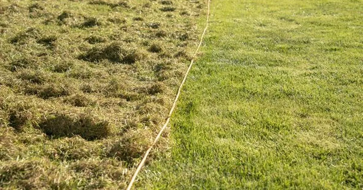 How Monty Don’s simple gardening tip can transform your mossy lawn into lush green grass