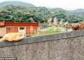 Welcome to Taiwan’s ‘Cat Village’ where friendly stray cats outnumber the human residents
