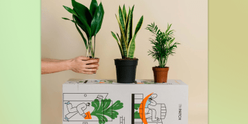 Best places to buy plants 2025: Online garden centres and nurseries with home delivery